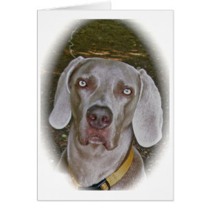Weimaraner Portrait Card