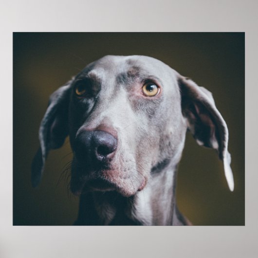 Weimaraner Portrait Poster (Vorne)