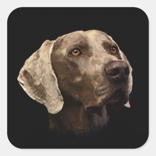 Weimaraner Portrait Quadratischer Aufkleber (Vorderseite)