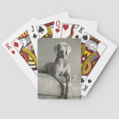 Weimaraner Portrait Spielkarten (Rückseite)