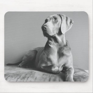 Weimaraner Porträt Mousepad