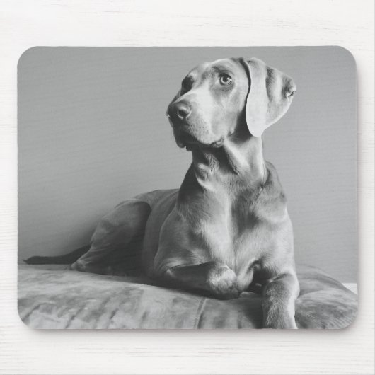 Weimaraner Porträt Mousepad (Vorne)