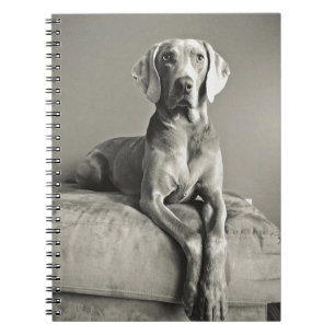 Weimaraner Porträt Notizblock