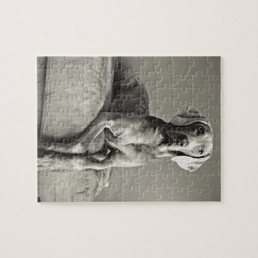 Weimaraner Porträt Puzzle (Horizontal)