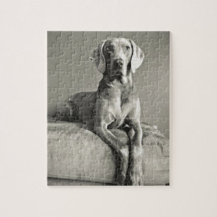 Weimaraner Porträt Puzzle