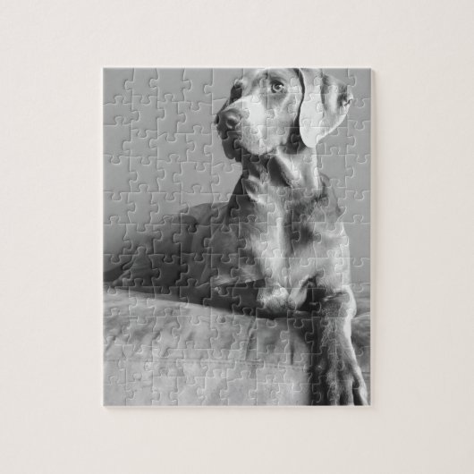 Weimaraner Porträt Puzzle (Vertikal)