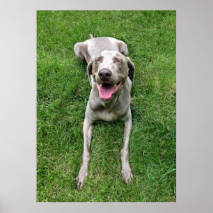 Weimaraner Poster