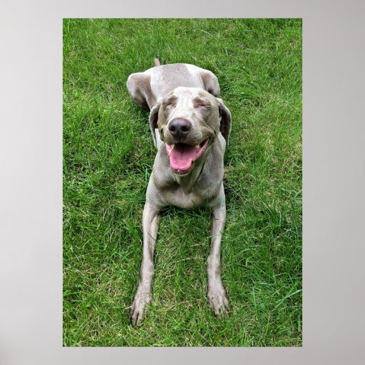 Weimaraner Poster (Vorne)