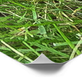 Weimaraner Poster (Ecke)