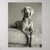 Weimaraner Poster (Vorne)
