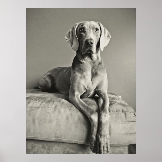 Weimaraner Poster (Vorne)