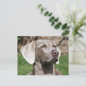 Weimaraner Postkarte (Stehend Vorderseite)