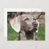 Weimaraner Postkarte (Vorne/Hinten)