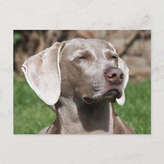 Weimaraner Postkarte (Vorderseite)