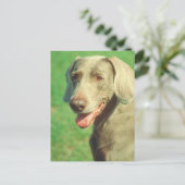 Weimaraner Postkarte (Stehend Vorderseite)
