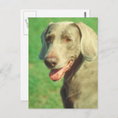 Weimaraner Postkarte (Vorne/Hinten)