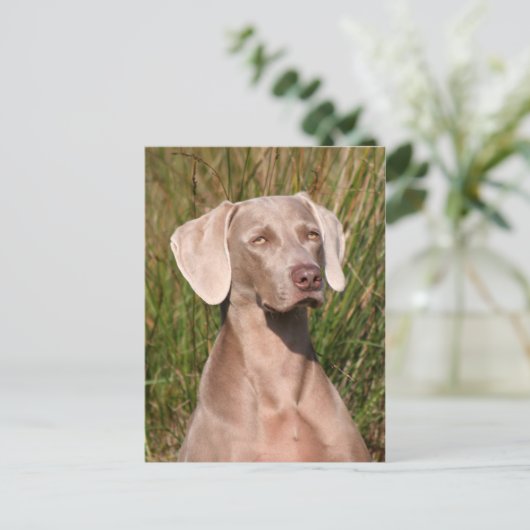 Weimaraner Postkarte (Stehend Vorderseite)