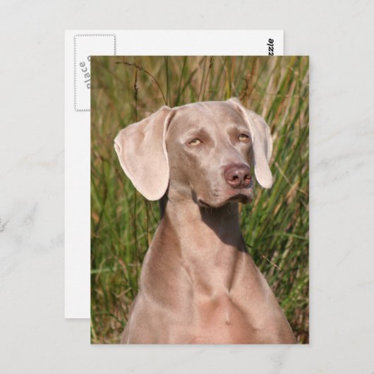 Weimaraner Postkarte (Vorne/Hinten)