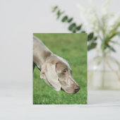 Weimaraner Postkarte (Stehend Vorderseite)