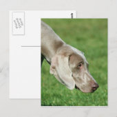 Weimaraner Postkarte (Vorne/Hinten)