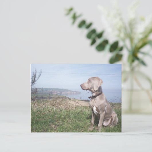 Weimaraner Postkarte (Stehend Vorderseite)