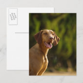 Weimaraner Postkarte (Vorne/Hinten)