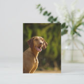 Weimaraner Postkarte (Stehend Vorderseite)