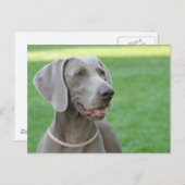 Weimaraner Postkarte (Vorne/Hinten)