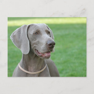 Weimaraner Postkarte