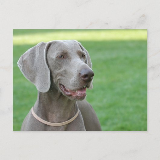 Weimaraner Postkarte (Vorderseite)