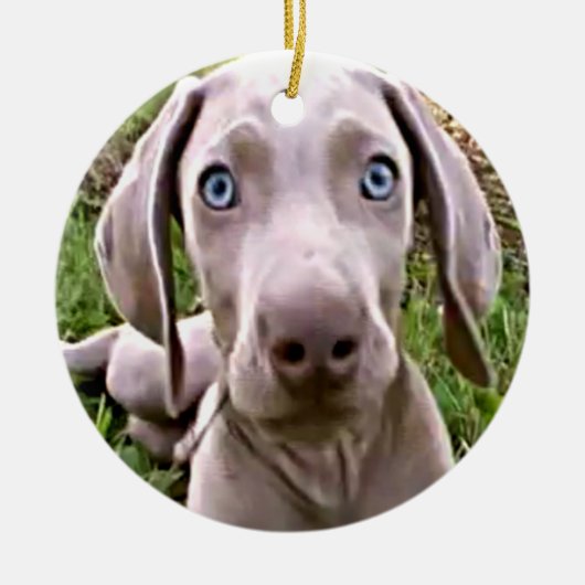 WEIMARANER PUPPY CHRISTMAS ORNANAS KERAMIKORNAMENT (Vorne)