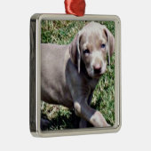 "WEIMARANER PUPPY" CHRISTMAS ORNANATION SILBERNES ORNAMENT (Rechts)