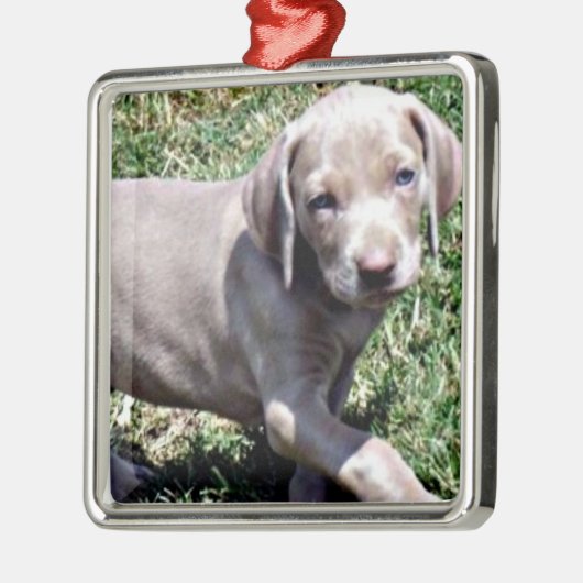 "WEIMARANER PUPPY" CHRISTMAS ORNANATION SILBERNES ORNAMENT (Links)