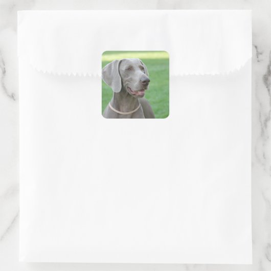 Weimaraner Quadratischer Aufkleber (Tasche)