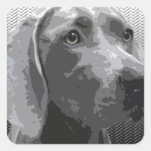 Weimaraner Quadratischer Aufkleber