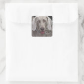 Weimaraner Quadratischer Aufkleber (Tasche)