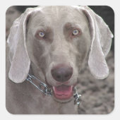 Weimaraner Quadratischer Aufkleber (Vorderseite)