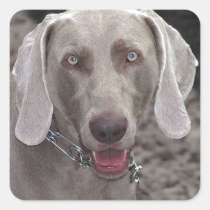 Weimaraner Quadratischer Aufkleber