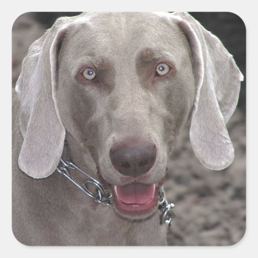 Weimaraner Quadratischer Aufkleber (Vorderseite)