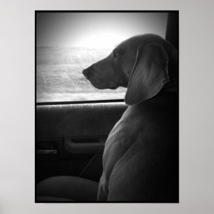 Weimaraner Reitschrotflinte - Leinwand Poster