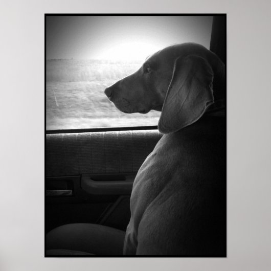 Weimaraner Riding Shotgun - Leinwand Poster (Vorne)