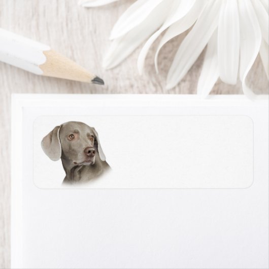 Weimaraner Rücksendeadresse (Insitu)