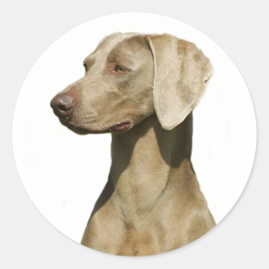 Weimaraner Runder Aufkleber (Vorderseite)