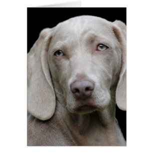 Weimaraner Silver Gray