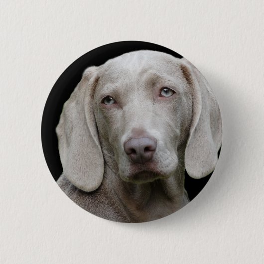 Weimaraner Silver Gray Button (Vorderseite)