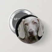 Weimaraner Silver Gray Button (Vorne & Hinten)