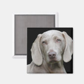 Weimaraner Silver Gray Magnet (Vorderseite/Rückseite)