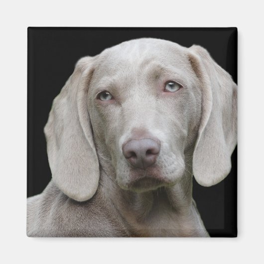 Weimaraner Silver Gray Magnet (Vorne)