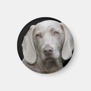 Weimaraner Silver Gray Magnet