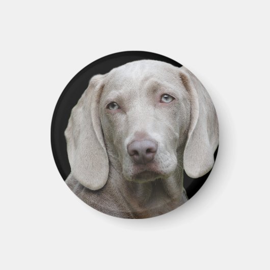 Weimaraner Silver Gray Magnet (Vorne)